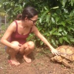 tortoise