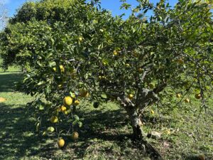 lemon tree in Kapahi