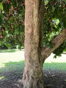 mature mountain apple tree